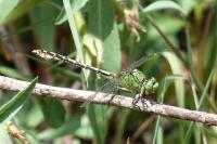 Ophiogomphus cecilia