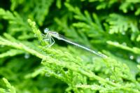 Platycnemis pennipes