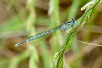 Platycnemis pennipes