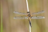 Libellula quadrimaculata