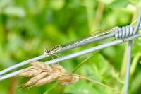 Platycnemis pennipes