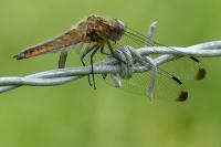 Libellula fulva