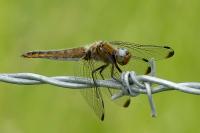 Libellula fulva