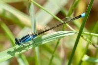 Ischnura elegans