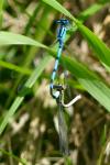 Enallagma cyathigerum