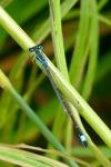 Ischnura elegans