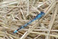 Enallagma cyathigerum