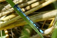 Enallagma cyathigerum