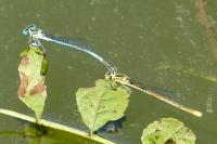 Platycnemis pennipes