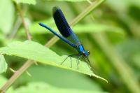 Calopteryx splendens