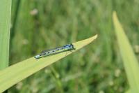 Enallagma cyathigerum