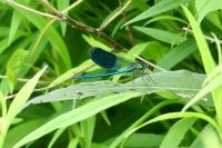 Calopteryx splendens