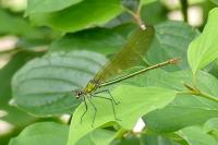 Calopteryx splendens