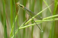 Chalcolestes viridis