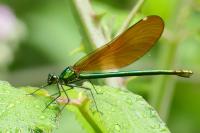 Calopteryx virgo