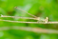 Lestes barbarus