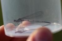 Platycnemis pennipes