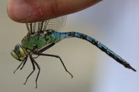 Anax imperator