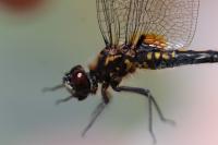 Leucorrhinia caudalis