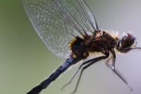 Leucorrhinia caudalis