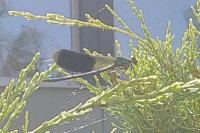 Calopteryx splendens