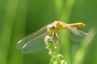 Sympetrum meridionale