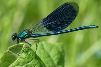 Calopteryx splendens