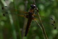 Libellula fulva