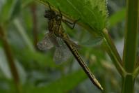 Gomphus pulchellus