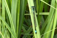 Ischnura elegans