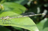 Erythromma lindenii