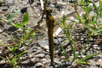 Orthetrum cancellatum
