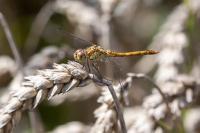 Sympetrum striolatum