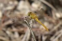 Sympetrum meridionale