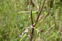 Lestes barbarus