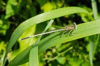 Platycnemis pennipes