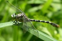 Onychogomphus forcipatus
