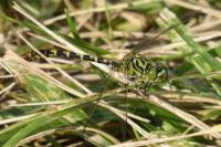 Onychogomphus forcipatus