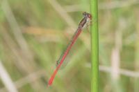 Ceriagrion tenellum