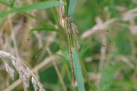 Lestes barbarus