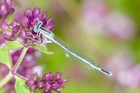 Platycnemis pennipes