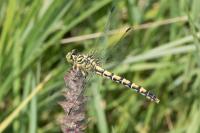 Onychogomphus forcipatus