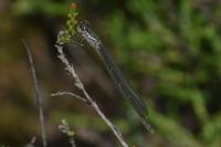 Enallagma cyathigerum