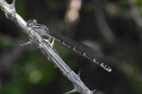 Enallagma cyathigerum