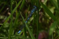Coenagrion scitulum