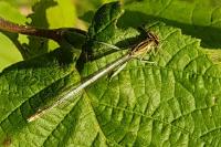 Platycnemis pennipes