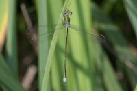 Lestes virens