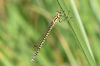 Lestes virens