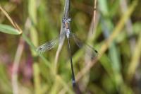 Lestes sponsa