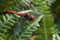 Sympetrum sanguineum